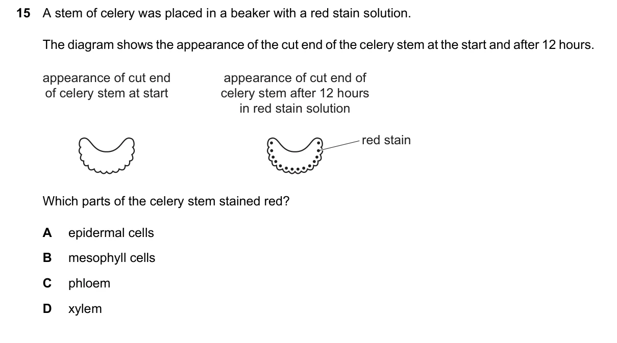 Question 15, June 2026, 0610 Paper 12