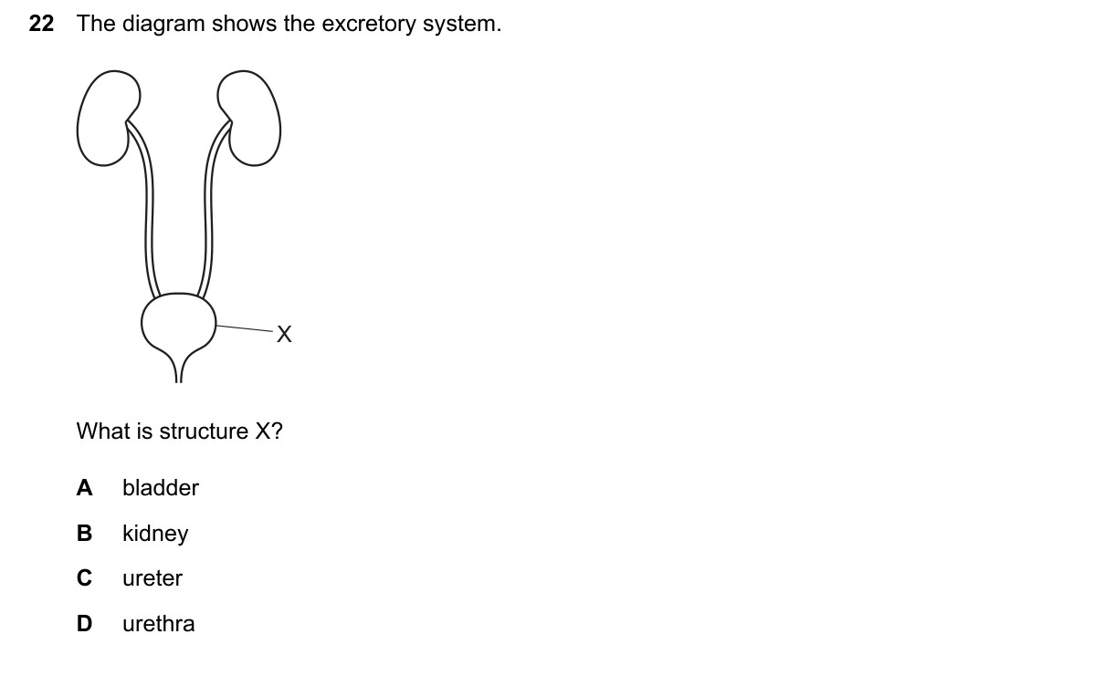 Question 22, June 2026, 0610 Paper 12