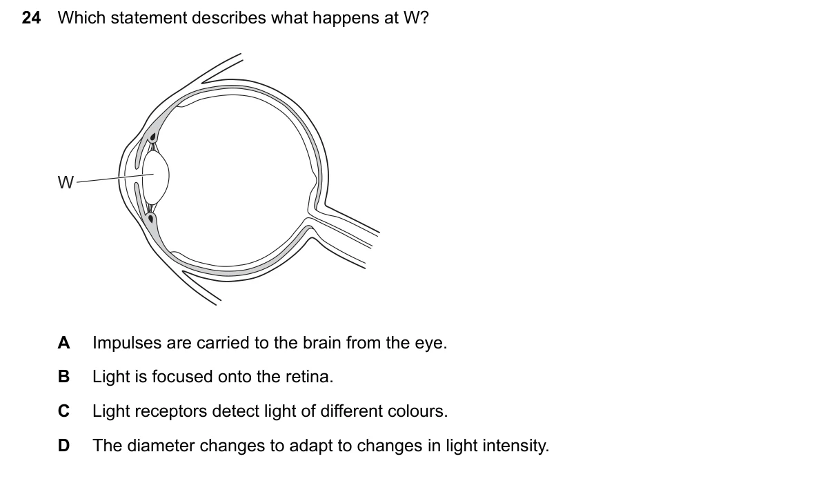 Question 24, June 2026, 0610 Paper 12