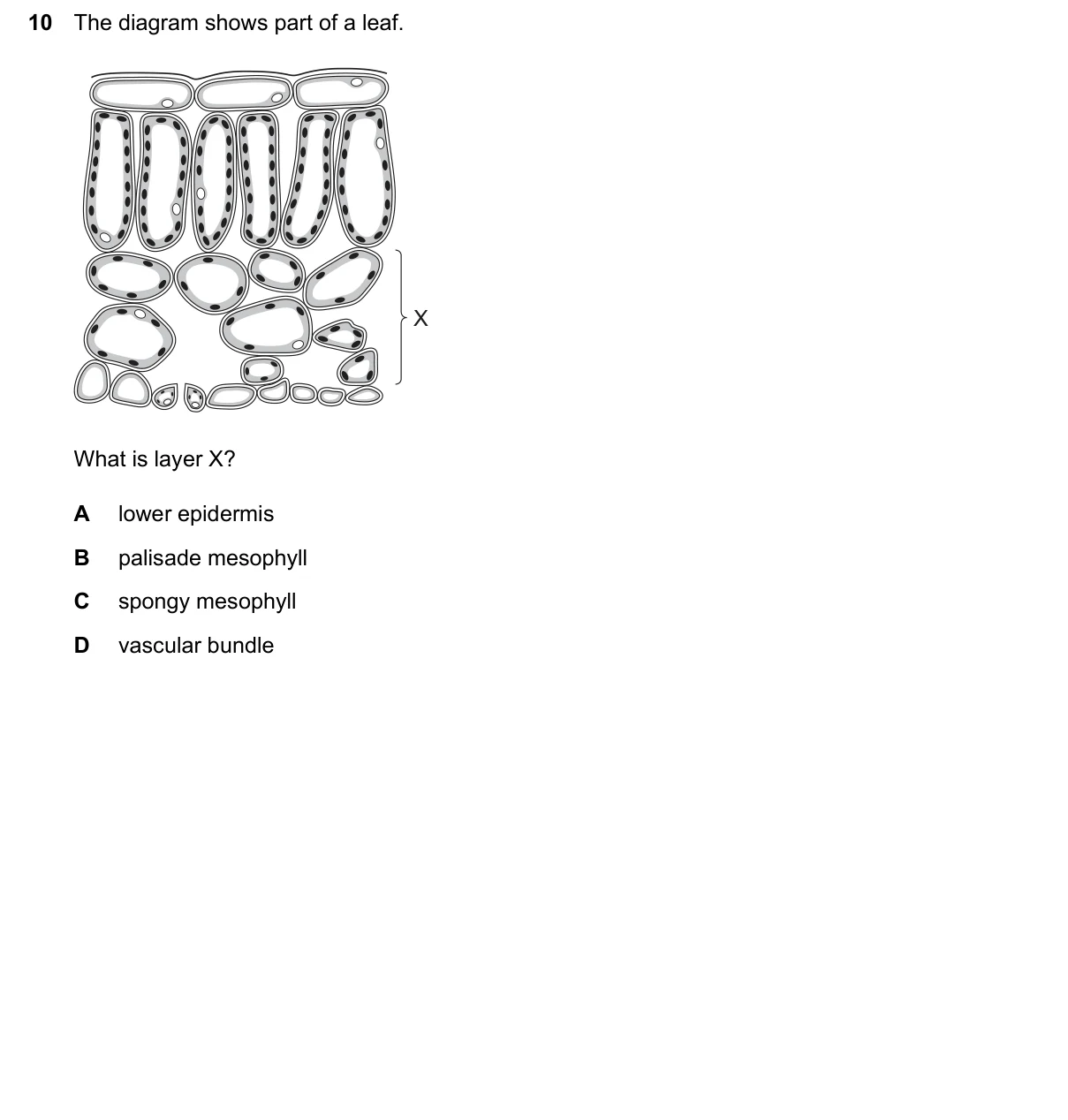 Question 10, June 2026, 0610 Paper 22