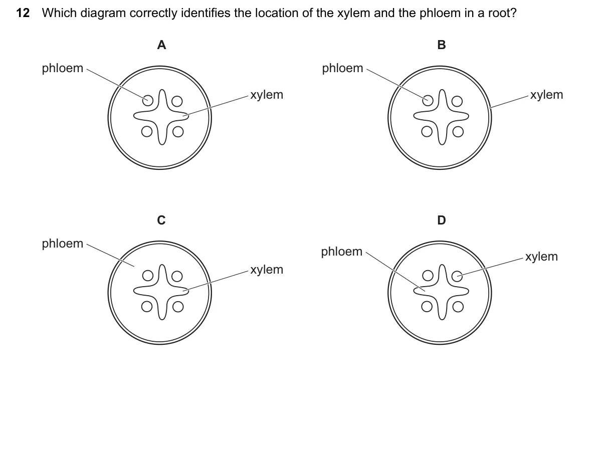 Question 12, June 2026, 0610 Paper 22