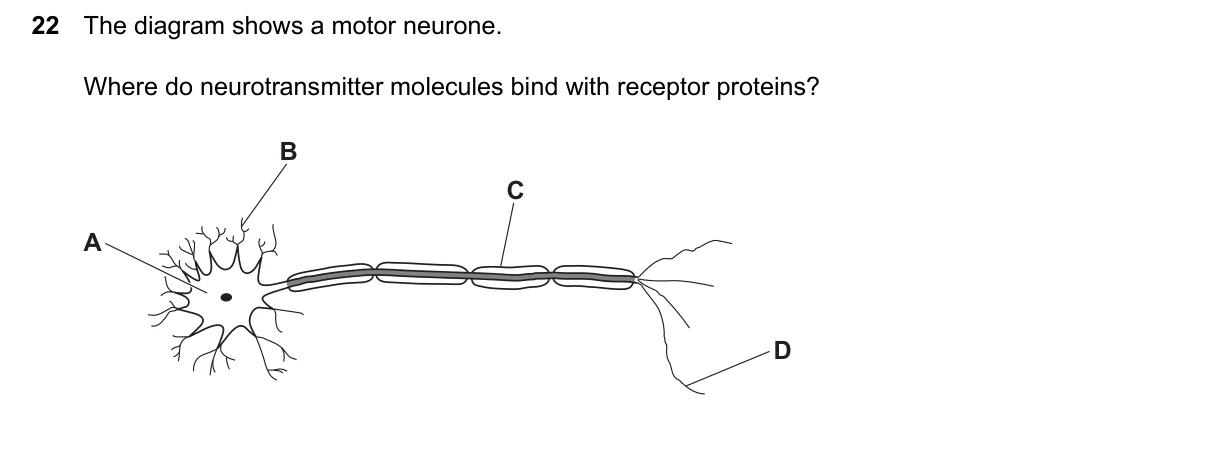 Question 22, June 2026, 0610 Paper 22