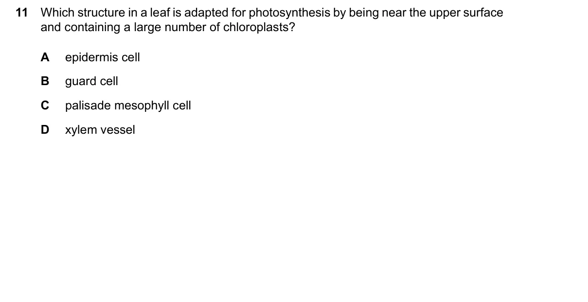 Question 11, June 2026, 0610 Paper 13