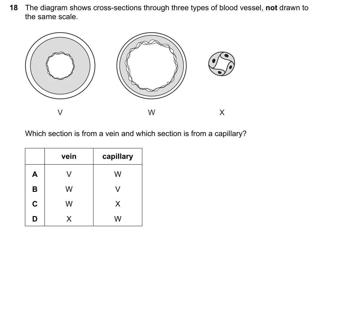 Question 18, June 2026, 0610 Paper 13