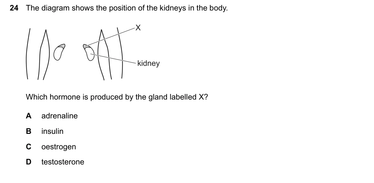 Question 24, June 2026, 0610 Paper 13