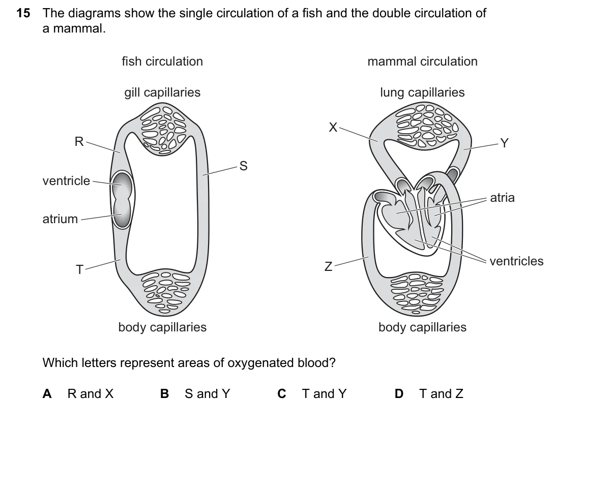 Question 15, June 2026, 0610 Paper 23