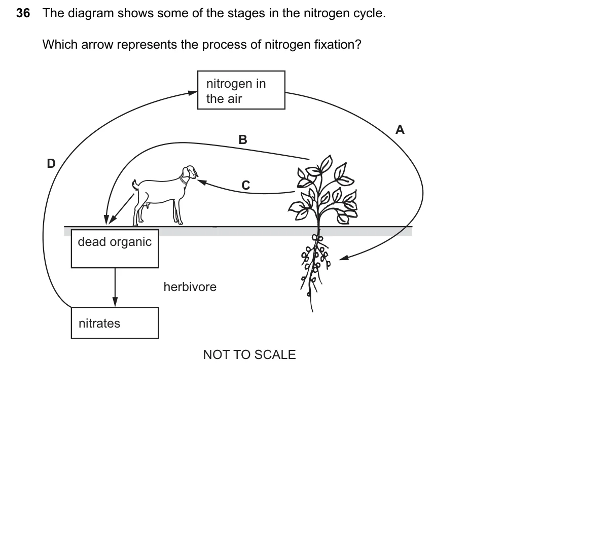 Question 36, June 2026, 0610 Paper 23