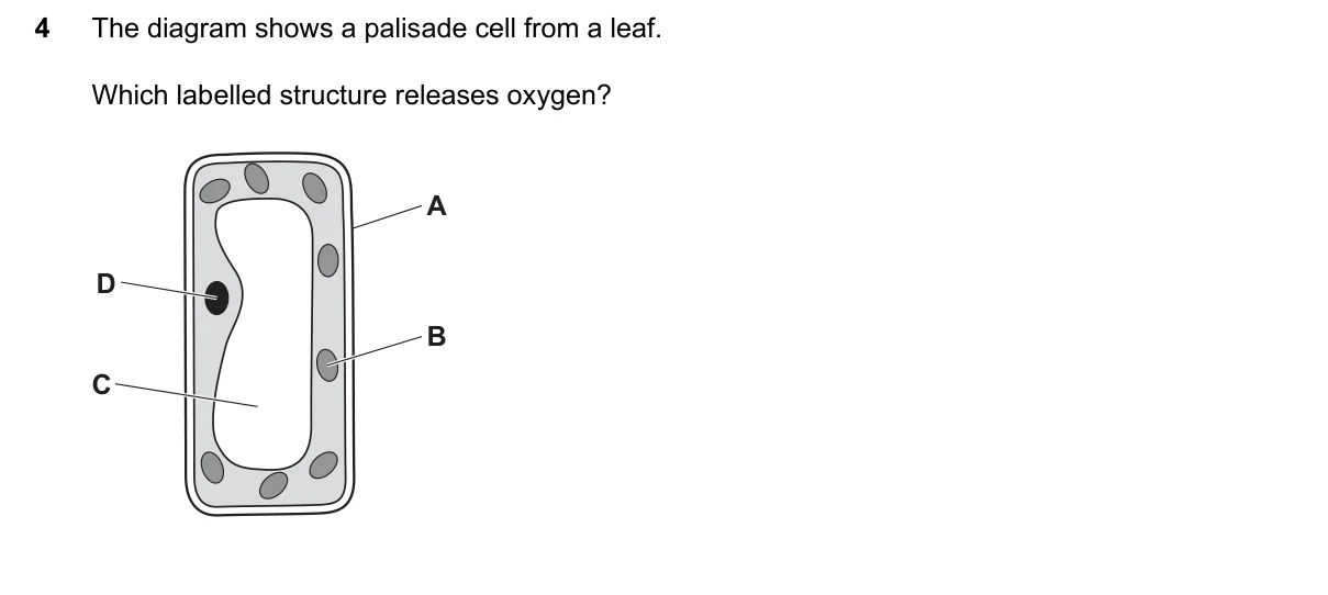 Question 4, June 2026, 0610 Paper 23